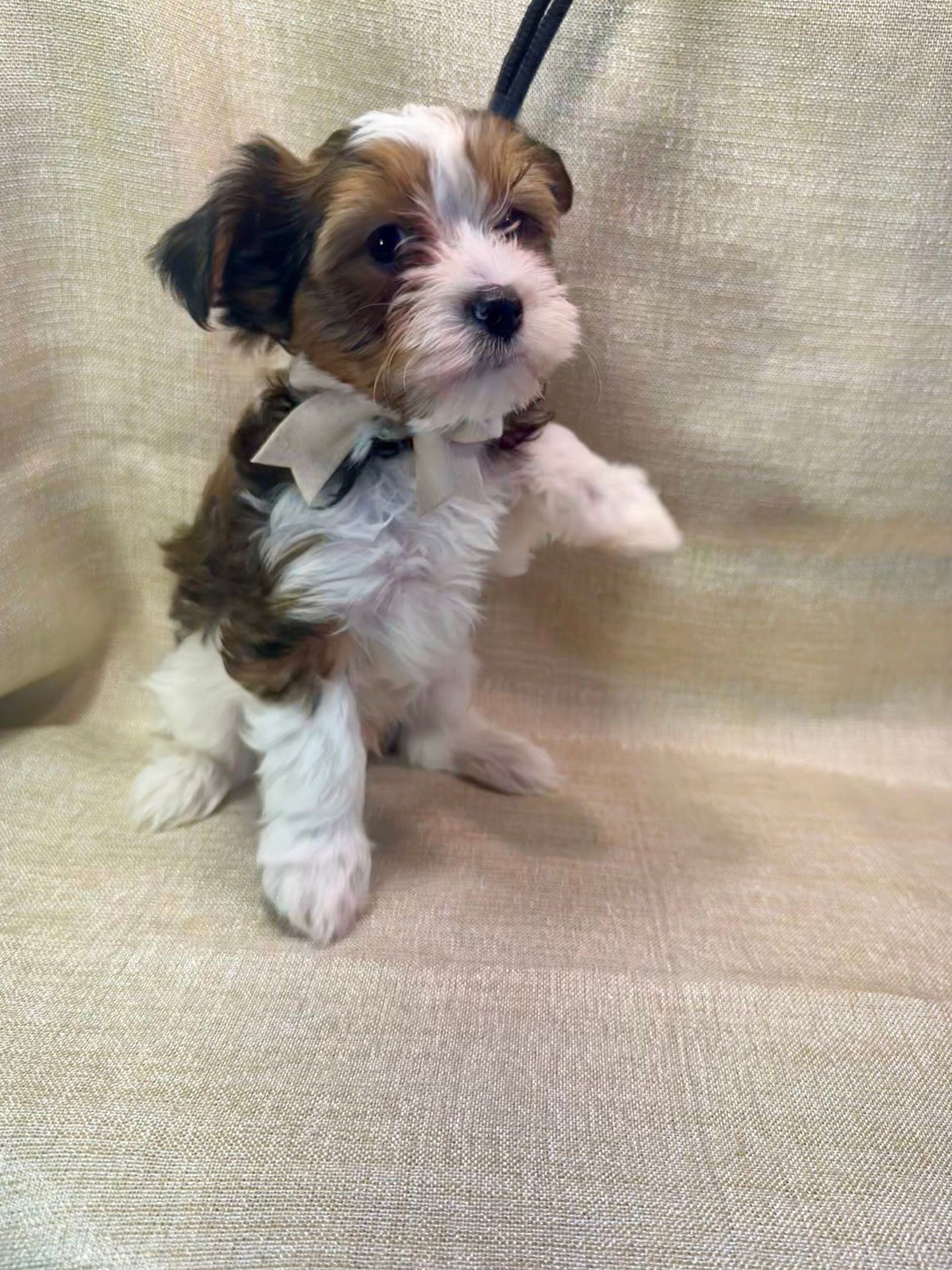 Red Sable Parti Yorkie Male
