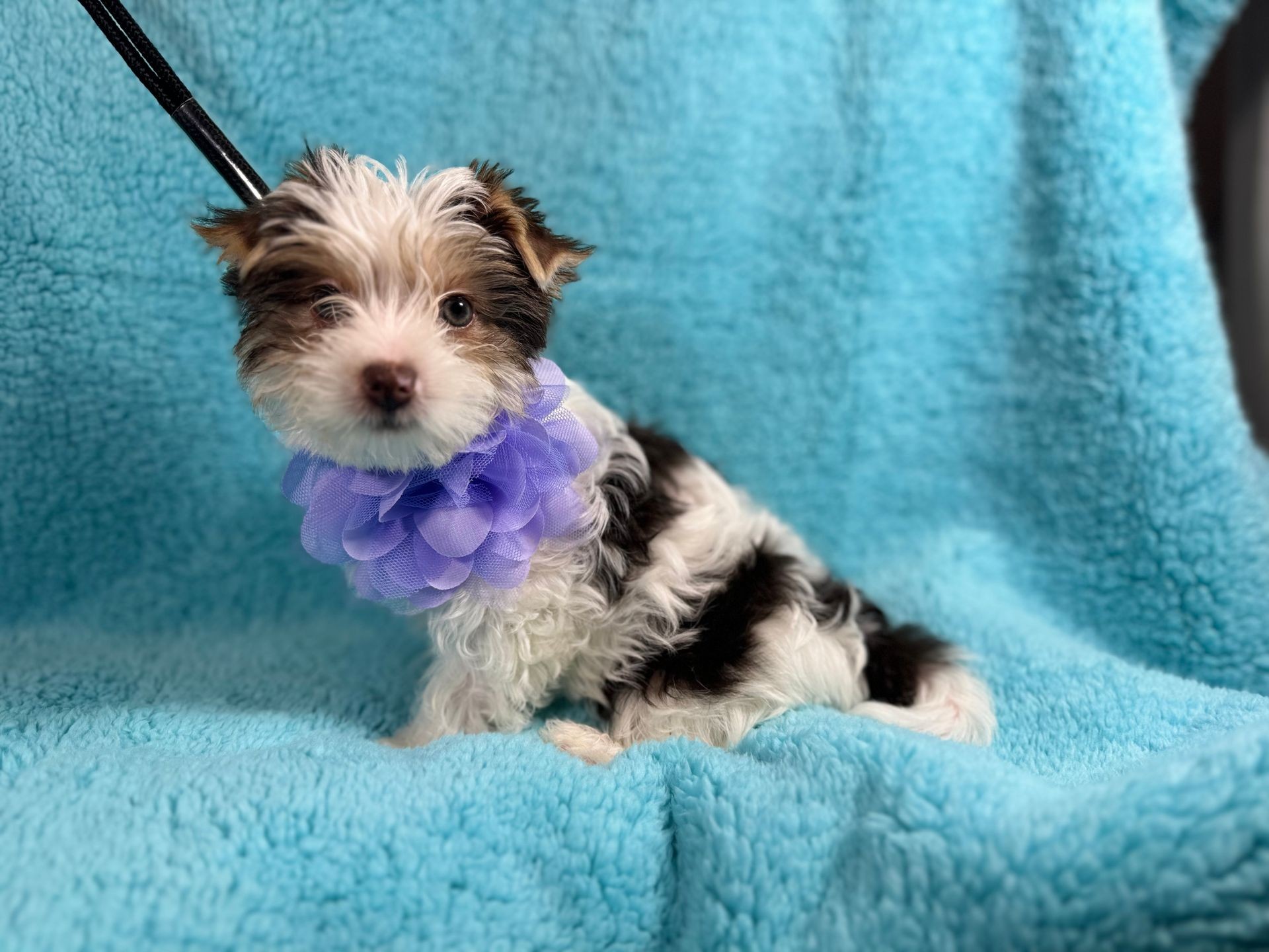 Small fluffy puppy wearing a purple flower collar, sitting on a light blue blanket.