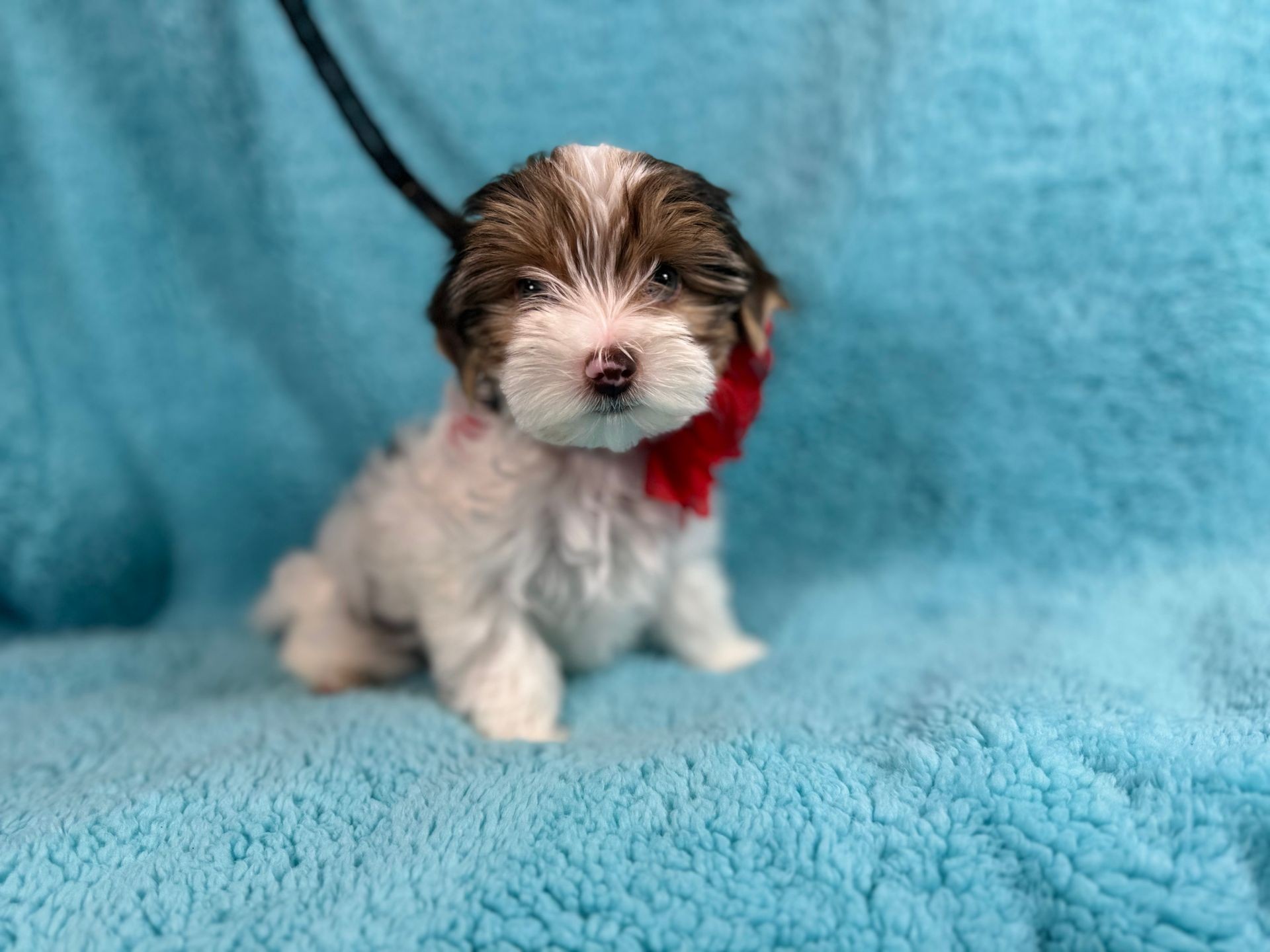 Small puppy with white and brown fur sitting on a blue fuzzy blanket, wearing a red bow.