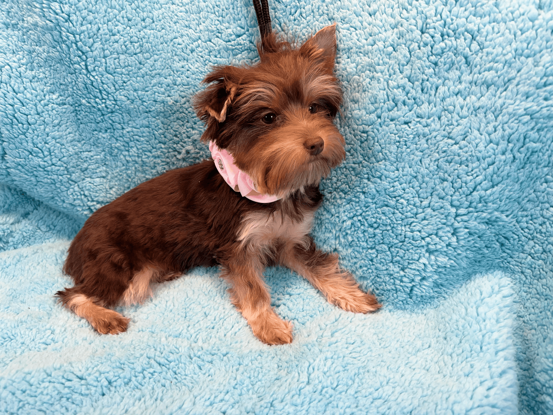 Small brown and tan dog with a pink collar sitting on a light blue fluffy blanket.