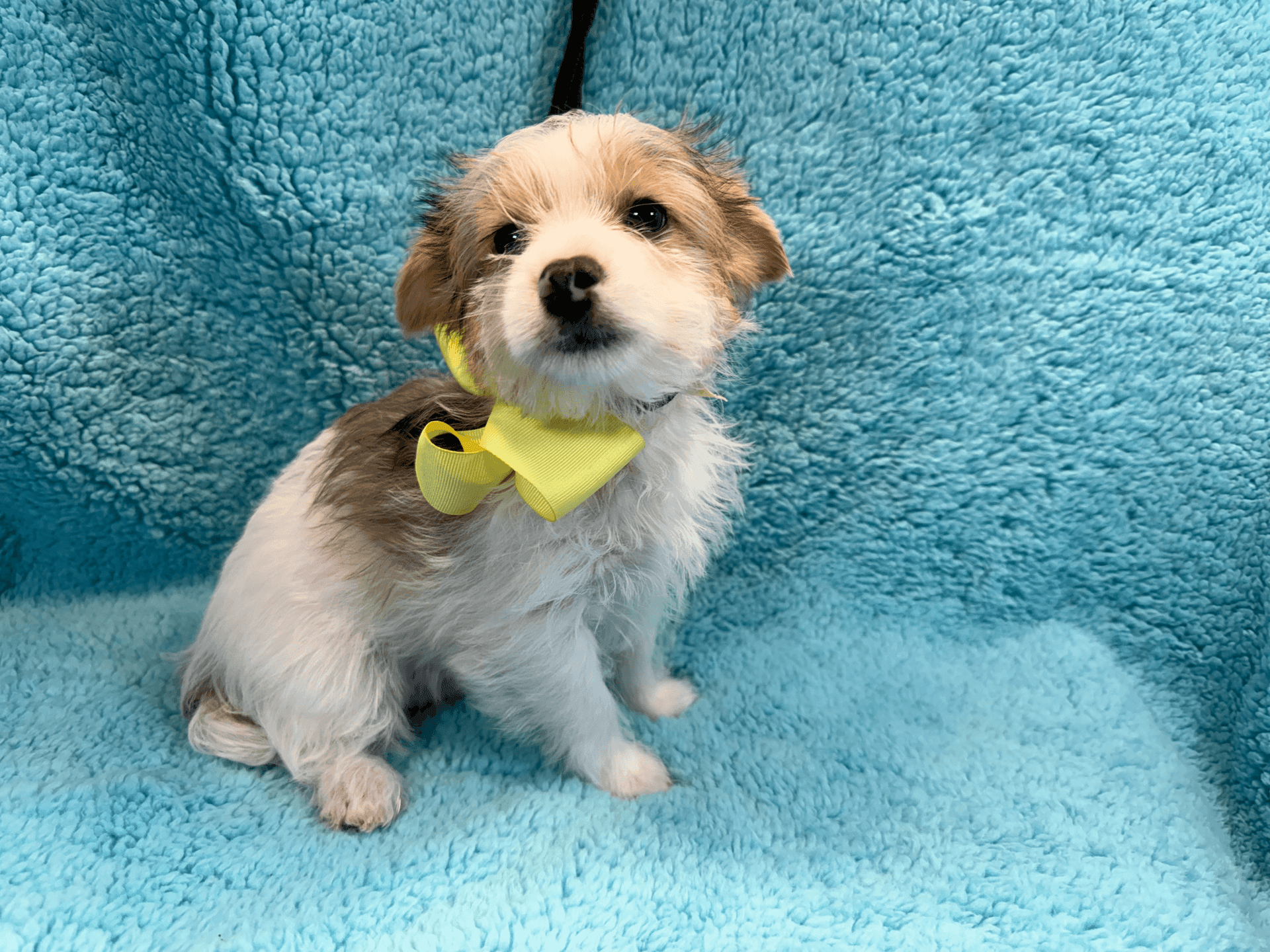 Adorable small puppy with a yellow bow sitting on a soft blue blanket.