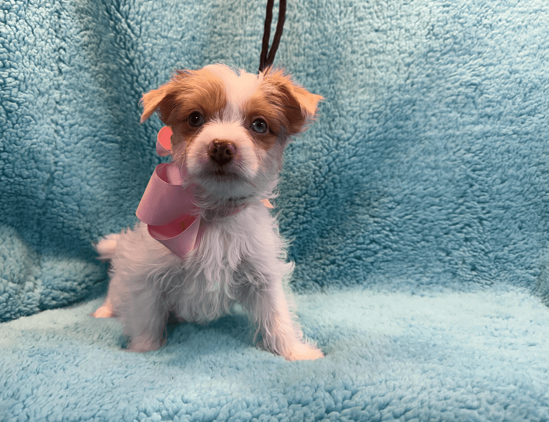 Small fluffy puppy with a pink bow on a soft blue blanket.