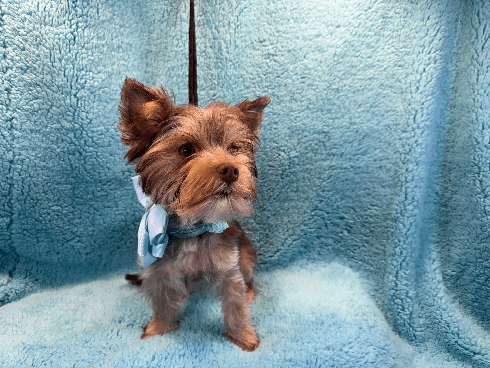 Small dog with brown fur and a blue bow sitting on a light blue fluffy blanket.