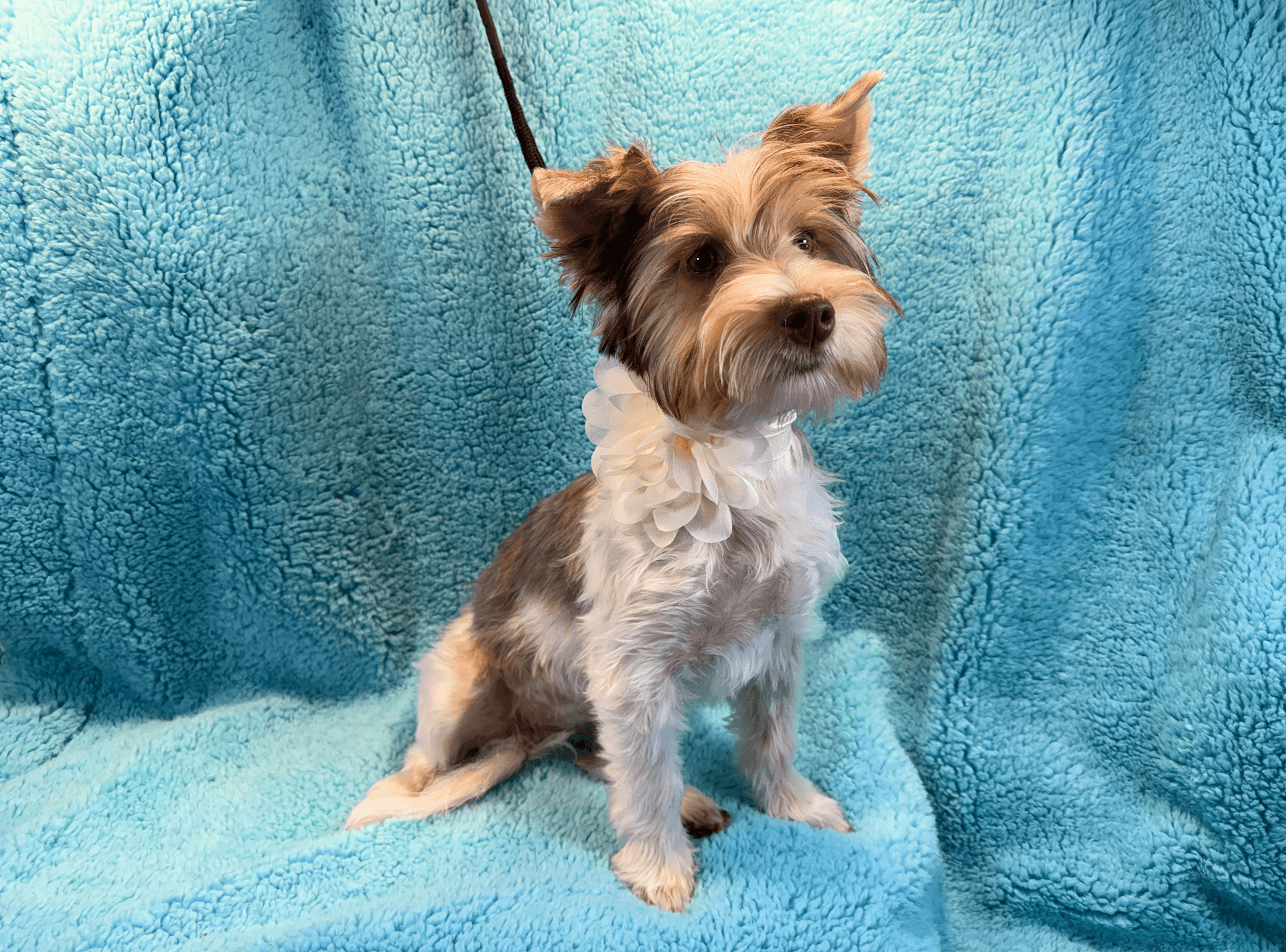 Small dog with a fluffy coat sitting on a blue blanket, wearing a white flower collar.